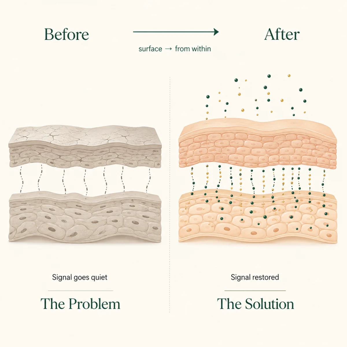 Diagram showing Gotu Kola triterpenoids supporting collagen pathways from within